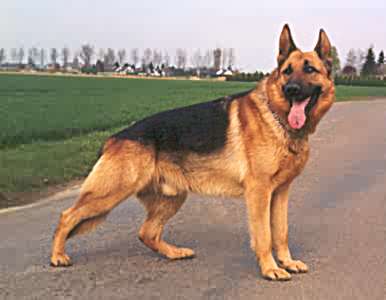 berger allmand
